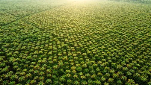 trees
