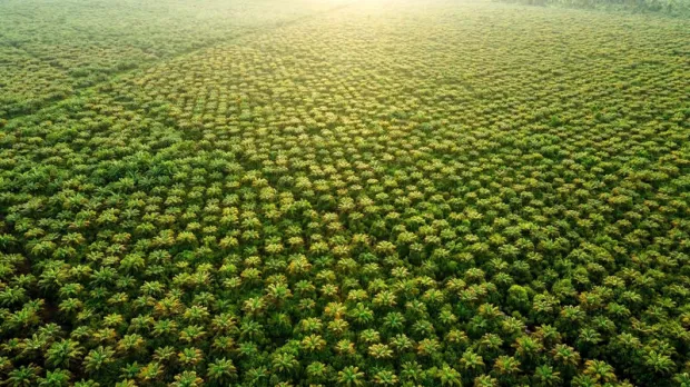 trees