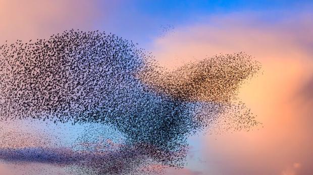 Vogelschwarm Sonnenaufgang