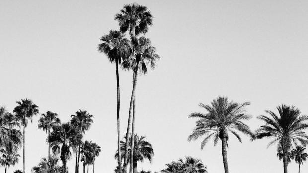 palmtrees_wintersun