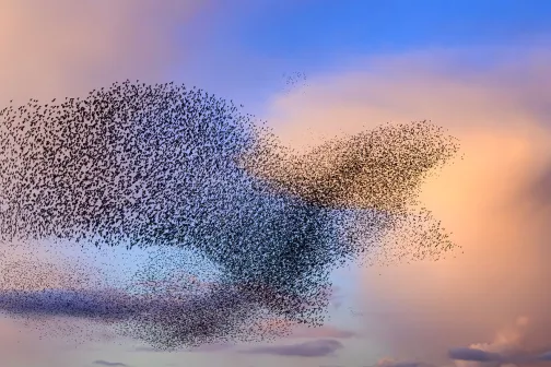 bird murmuration