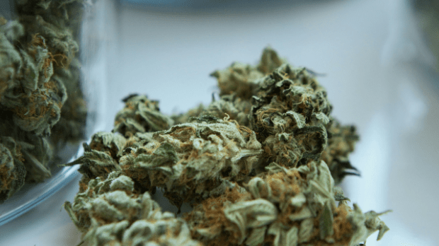 Contaminated cannabis Contaminated cannabis